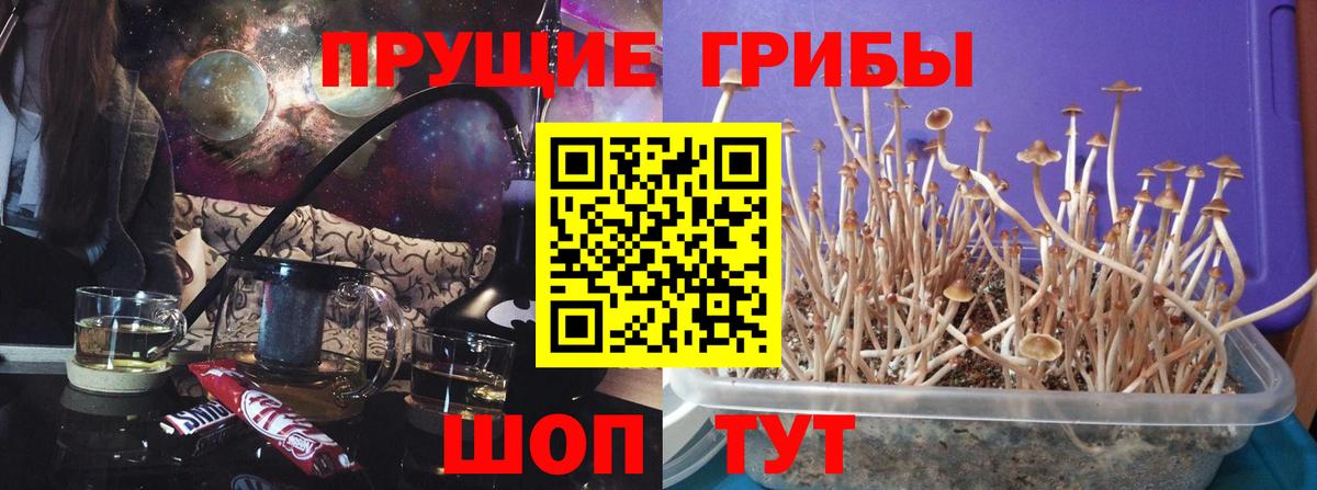 Псилоцибиновые грибы мицелий Донецк